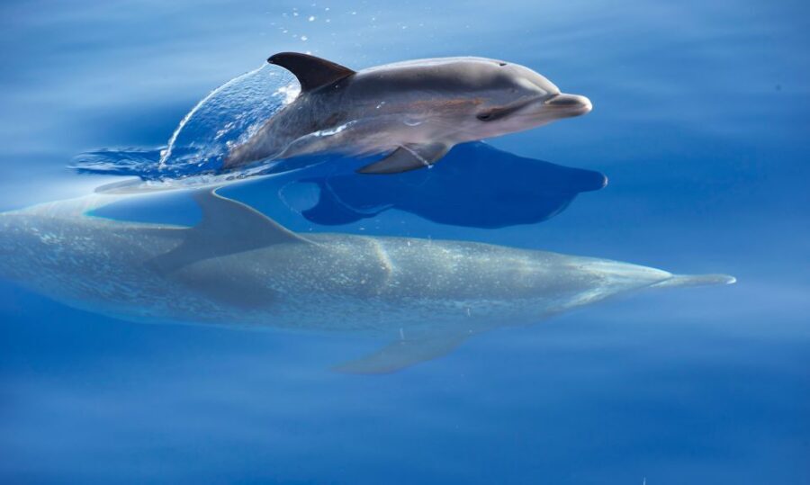 Madeira: Whale Watching Excursion in a Traditional Vessel - Dolphin and whale viewing tips (so your eyes do real work)