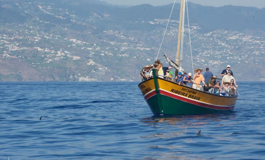 Madeira: Whale Watching Excursion in a Traditional Vessel - Price and value: how $53 makes sense for a 2.5-hour chance