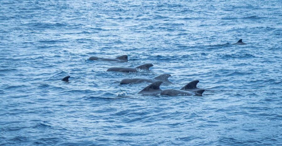 Madeira : Whales and Dolphins wooden boat excursion - Getting to the boat: Pier 8 and the Bonita da Madeira kiosk