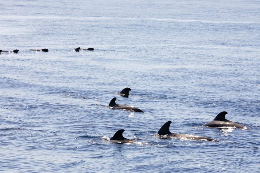 Madeira : Whales and Dolphins wooden boat excursion - The 3-hour itinerary: how the day typically flows on the water