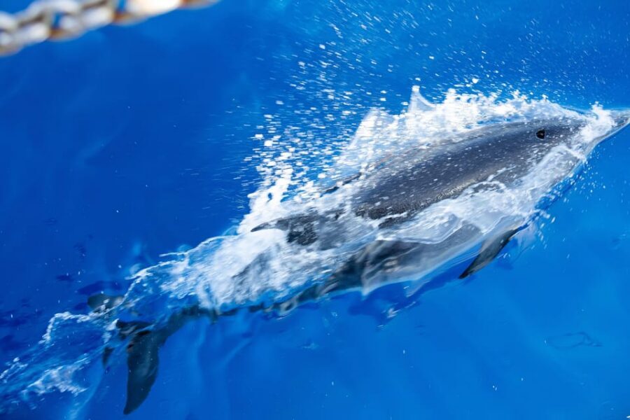 Madeira : Whales and Dolphins wooden boat excursion - Crew and guide: what makes the watching better