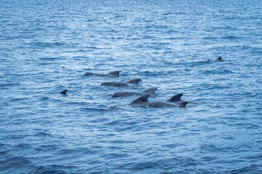 Madeira : Whales and Dolphins wooden boat excursion - What to pack: the Madeira sea checklist that actually helps