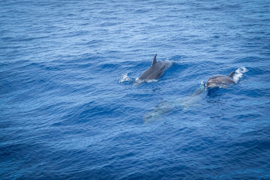 Madeira : Whales and Dolphins wooden boat excursion - Who this tour suits best (and who should think twice)