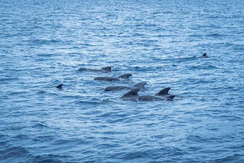 Madeira : Whales and Dolphins wooden boat excursion - Key highlights to know before you go