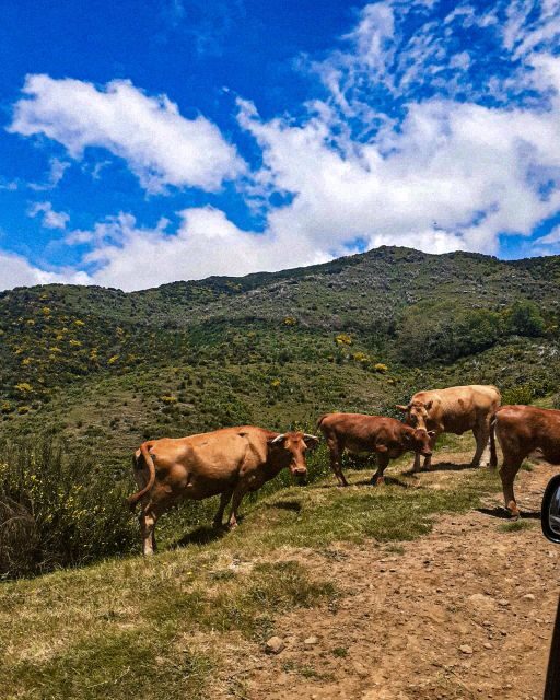 Madeira Wild West 4X4 Tour Safari - Lunch and Local Bars: Where to Eat, and Where to Pause