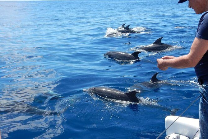Magic Dolphin Celebrity - Madeira from Two Angles: Jeep + Catamaran in One Trip