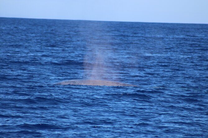 Magic Dolphin Celebrity - The Water Stop: Cabo Girao Dip and Summer Timing