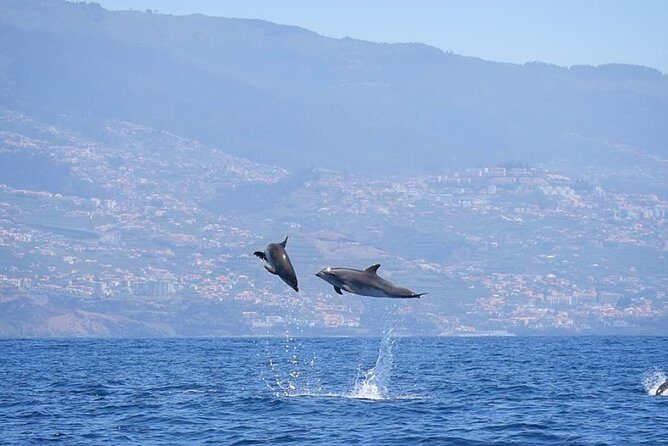 Magic Dolphin Celebrity - Who This Tour Fits Best (and Who Might Want to Think Twice)