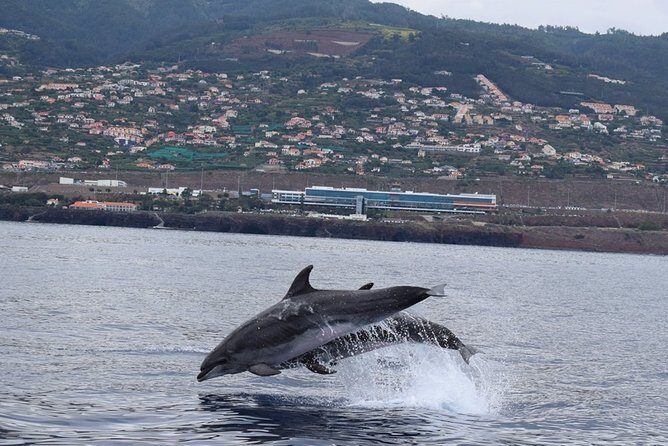 Magic Dolphin Celebrity - Why the Celebrity Boat Feels Less Crowded (Max 25)