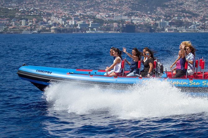 Magic Dolphin Sea Safaris - From Funchal Marina: what this sea safari really feels like
