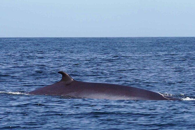 Magic Dolphin Sea Safaris - The boat, the spotters, and the wildlife rules that keep it working