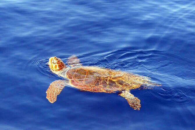Magic Dolphin Sea Safaris - Price and value: is $60.49 a fair deal?