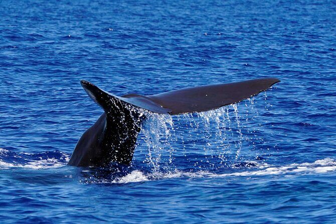 Magic Dolphin Sea Safaris - Comfort and reality checks: speedboat fun has a cost