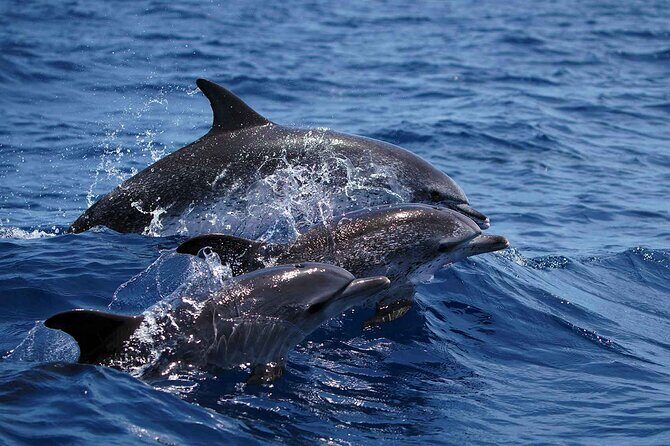 Magic Dolphin Sea Safaris - Who should book this sea safari (and who should think twice)