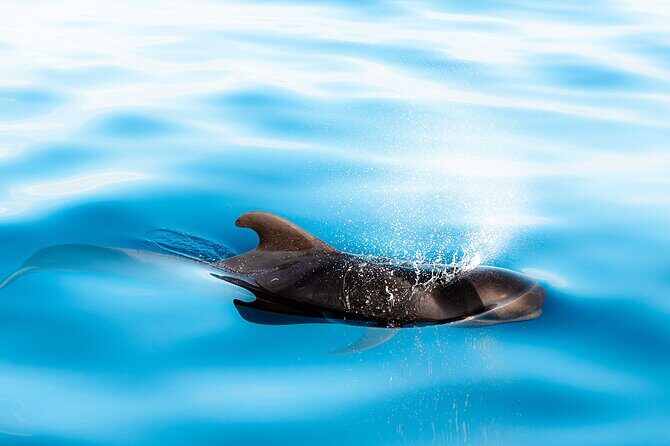 Magic Dolphin Sea Safaris - Practical tips for your day on the water