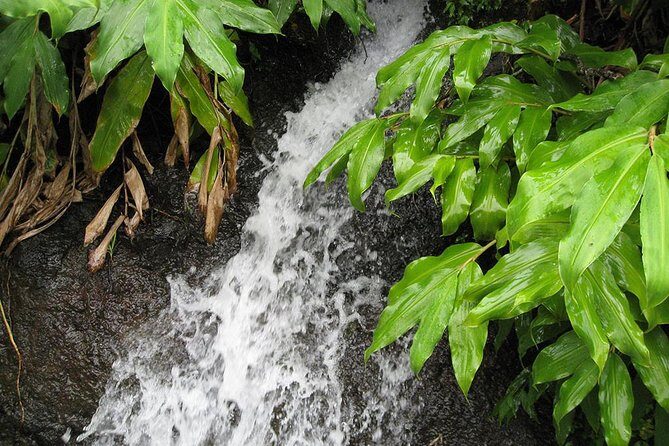 Maroços Mimosa Valley Levada Walk from Funchal - What your guide is doing for you (and why it’s worth it)