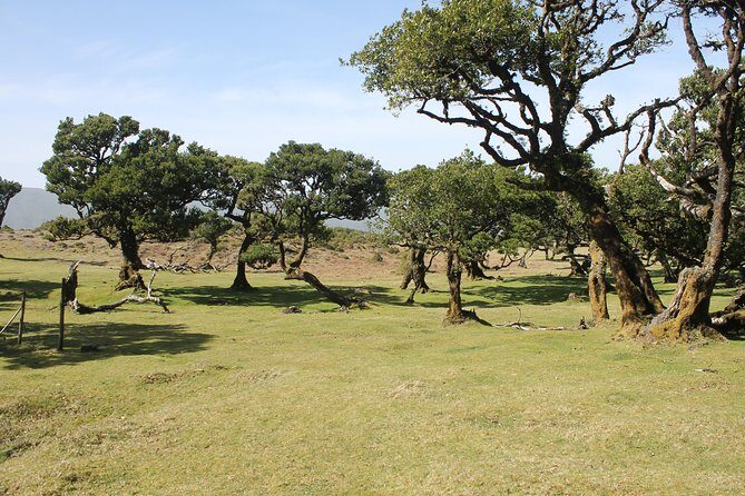 NorthWest Landscapes, UNESCO & volcanic pools 4x4 experience - Fanal forest time at Vereda do Fanal and Posto Florestal Fanal