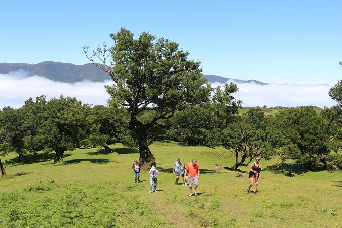 Northwest Terraces and Volcanic Pools 4x4 Full Day Tour - Vereda do Fanal: the forest section you can actually fit into a day