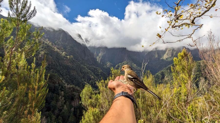 Pico do Arieiro in 4h: Immersive Private Experience (Cabrio) - Camacha: quick village time, real cultural context