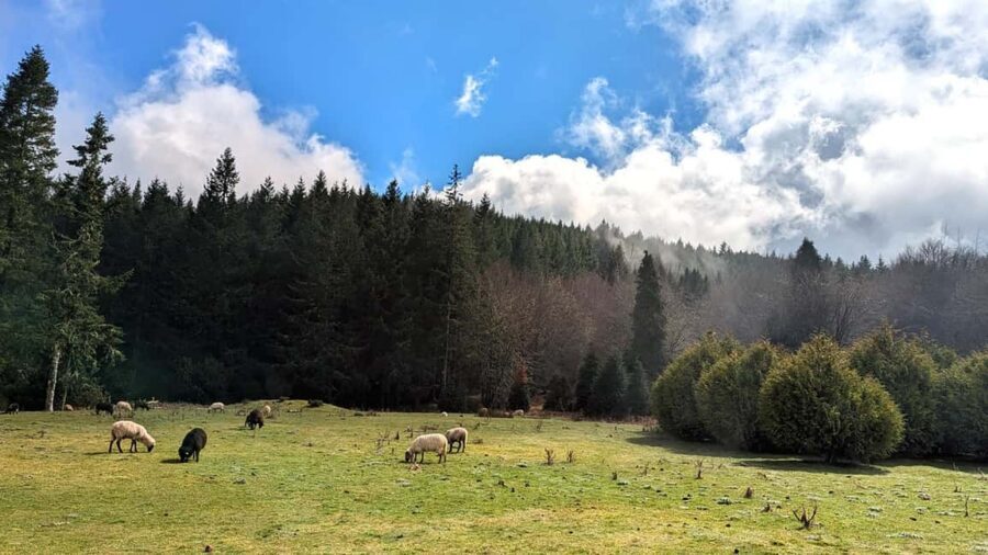 Pico do Arieiro in 4h: Immersive Private Experience (Cabrio) - Funchal Ecological Park and the UNESCO Natural Reserve walk