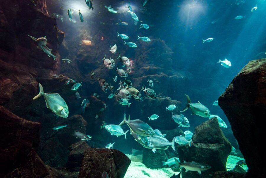 Porto Moniz: Diving with Sharks and Rays in Madeira Aquarium - Key points before you go