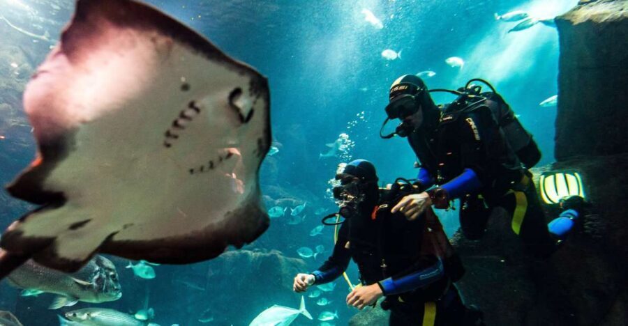Porto Moniz: Diving with Sharks and Rays in Madeira Aquarium - Aquário da Madeira in Porto Moniz: what makes this ticket different
