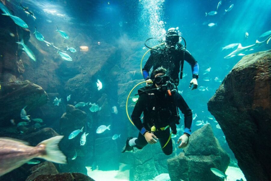 Porto Moniz: Diving with Sharks and Rays in Madeira Aquarium - Main tank time with mantas, rays, and sharks: what to expect