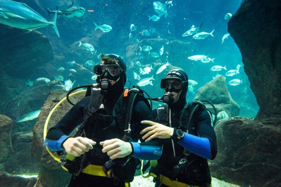 Porto Moniz: Diving with Sharks and Rays in Madeira Aquarium - Meet your instructor and the small-group flow (max 4)