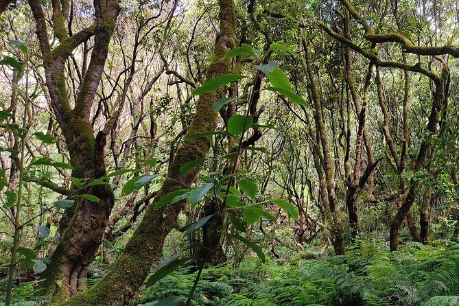 PR9 Caldeirão Verde Queimadas Levada Self-Guided Hiking Transfer - Transportation day details: drivers, playlists, and how efficient the stops feel