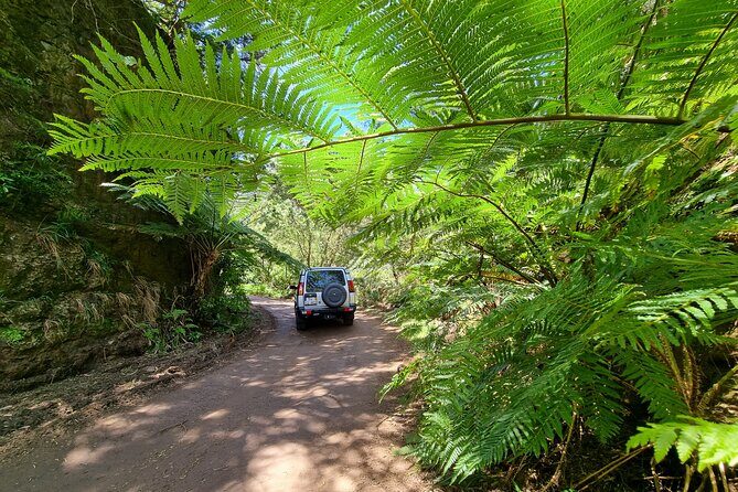 Private 4x4 Jeep Full Day Porto Moniz or Santana - Pico do Areeiro and Ribeiro Frio: the East’s mix of altitude and green (East)