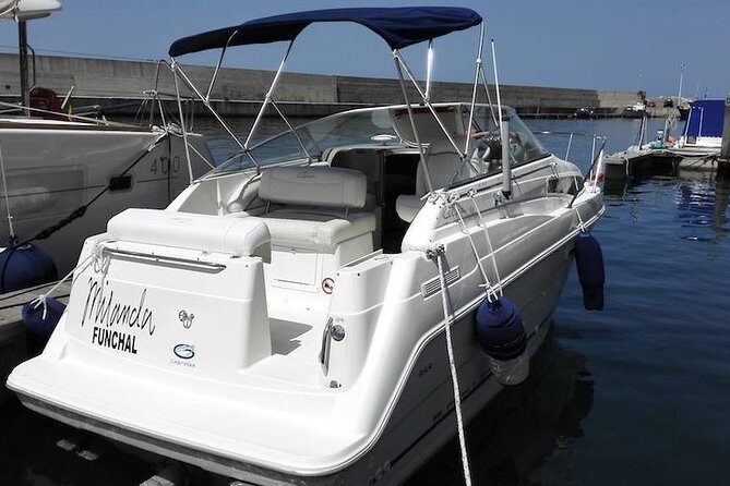 Private Dolphin and Whale Watching Tour in Madeira - Snorkel Break in the Madeira Islands Area: Gear, swim time, and what you might see