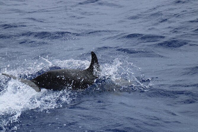 Private Dolphin and Whale Watching Tour in Madeira - Drinks, towels, and the post-swim reset that people love