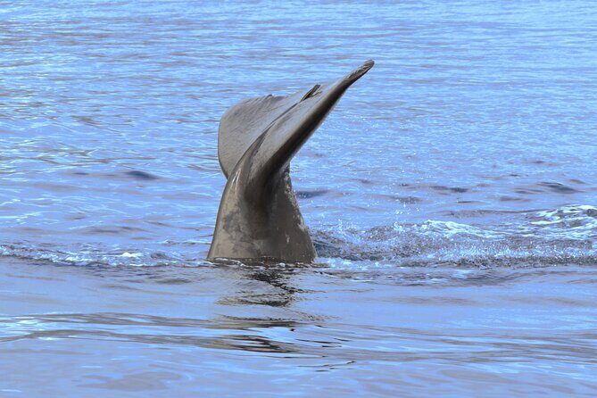 Private Dolphin and Whale Watching Tour in Madeira - What’s included vs. what costs extra