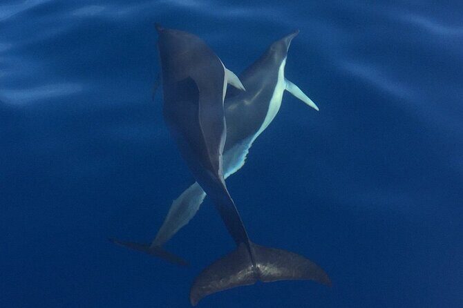 Private Dolphin and Whale Watching Tour in Madeira - Weather shifts, flexible routing, and staying comfortable