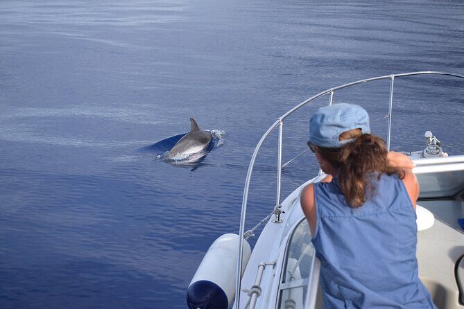 Private Dolphin and Whale Watching Tour in Madeira - Who should book this private dolphin and whale watching tour