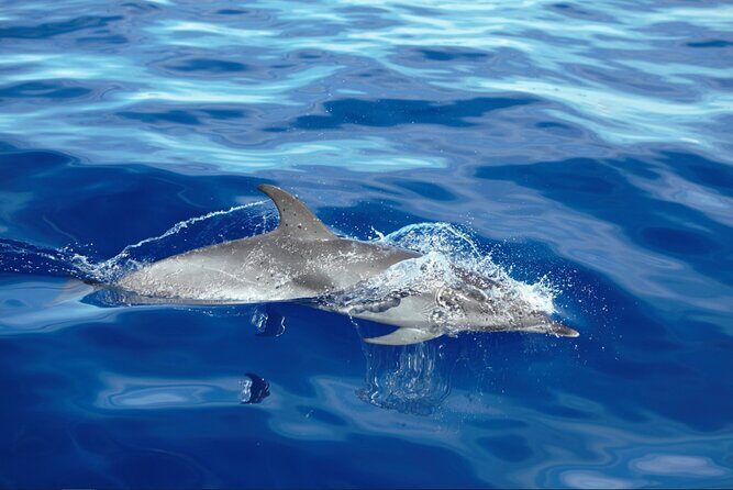 Private Dolphin and Whale Watching Tour in Madeira - Whales and dolphins: How to set expectations so you stay happy