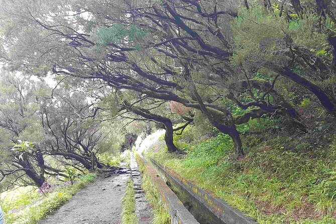 Private Guided Walk Levada 25 Fontes - Following the Guide Along the Levada (and Not Getting Lost)