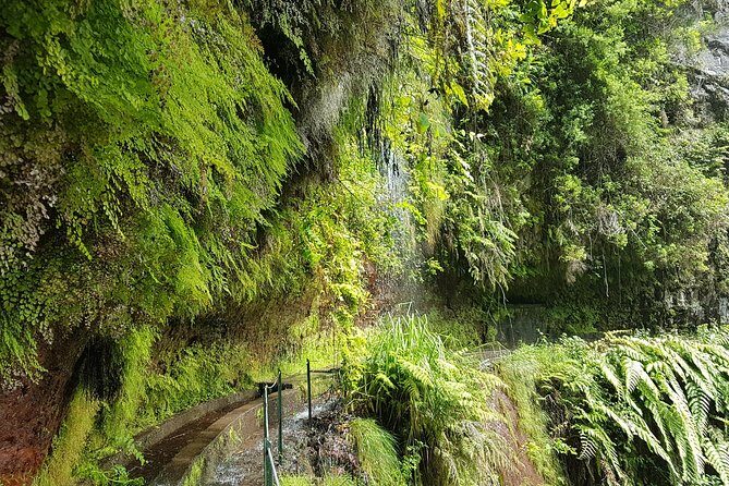 Private Guided Walk Levada do Rei - Getting From Funchal to the Trail: Pickup and a Wi‑Fi Van Ride