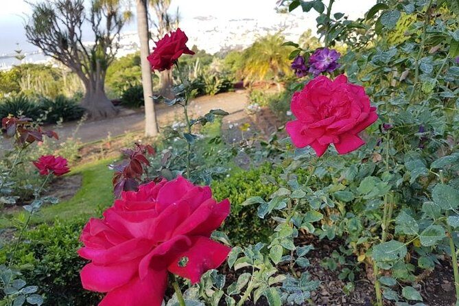 Private Halfday Madeira Garden Tour - Who This Tour Fits Best (and Who Might Skip It)