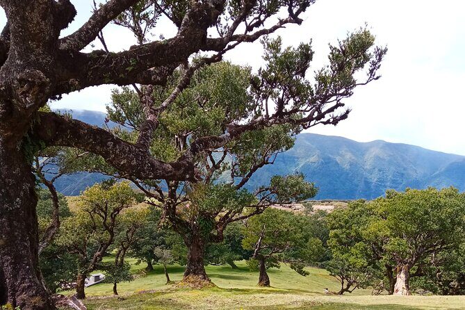 Private Madeira Island Tour: The Most Complete 8-Hour Experience - Who this private Madeira tour is best for