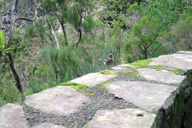 Rabaçal - Risco - 25 Fontes Levada Walk - Pace, steps, and the reality of narrow trails