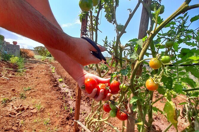 "Re-Canto" Farm-to-Table with Stunning Views at Madeira - Timing it right: 6:00 pm, about 3 hours, and why that matters