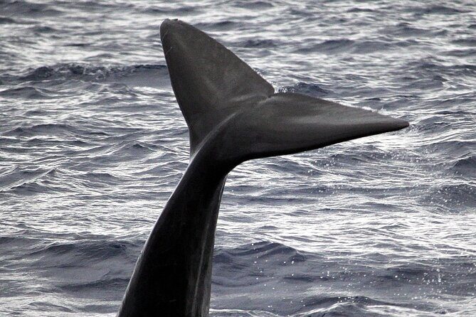Responsible Whales and/or Dolphins Watching Tour - Leaving Funchal: the 2-hour rhythm that makes this tour work