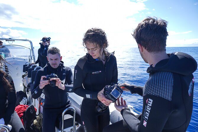 Responsible Whales and/or Dolphins Watching Tour - What you’re likely to see: pilot whales, dolphins, and an occasional bonus