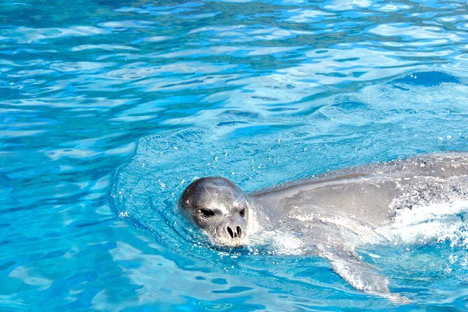 Responsible Whales and/or Dolphins Watching Tour - Comfort and motion tips for a windy, fast ride