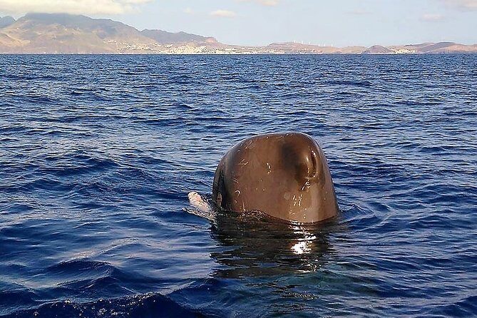 Responsible Whales and/or Dolphins Watching Tour - Who should book this Blue Safari trip