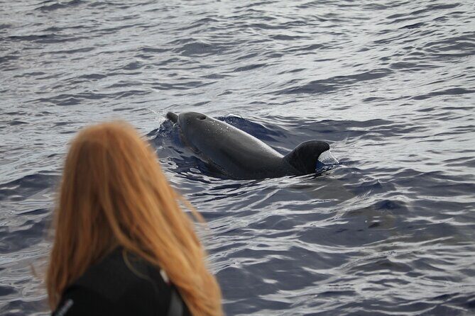 Responsible Whales and/or Dolphins Watching Tour - Should you book Blue Safari whale and dolphin watching?