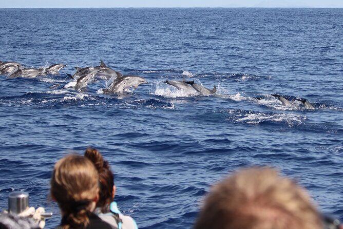 Responsible Whales and/or Dolphins Watching Tour - Responsible viewing: what “respectful” looks like at sea