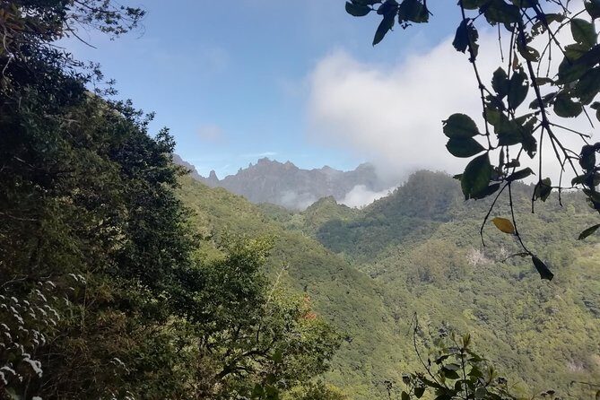 Ribeiro Frio - Portela - The Laurissilva Forest experience: plants, birds, and levadas