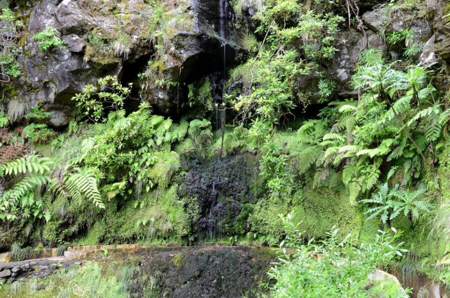Ribeiro Frio / Portela - Levada Walk - Should you book Ribeiro Frio / Portela with Lido Tours?